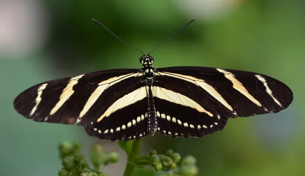 Метелик Зеленому Листі — стокове фото
