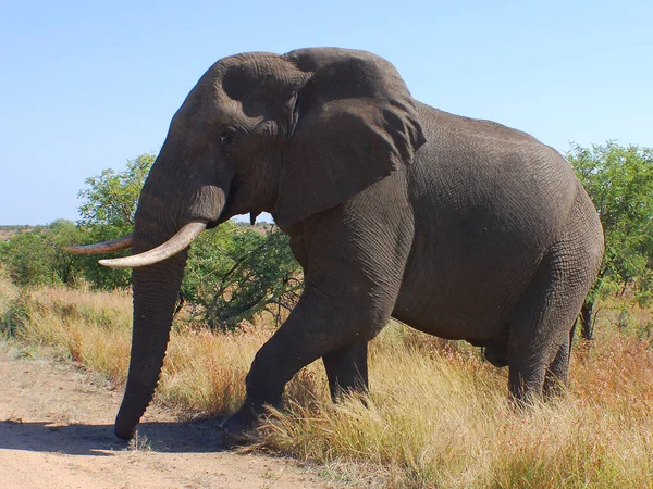 Elefanten Safari Kruger Nationalpark Dem Wichtigsten Reiseziel Südafrikas — Stockfoto