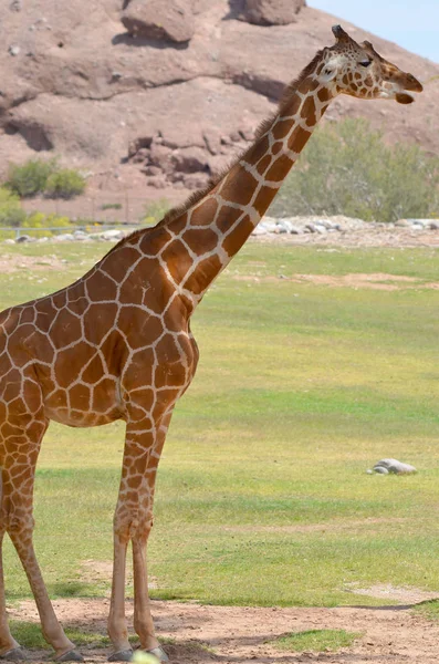 Žirafa Žirafa Camelopardalis Africký Sudokopytník Nejvyšší Všech Existujících Druhů Suchozemských — Stock fotografie