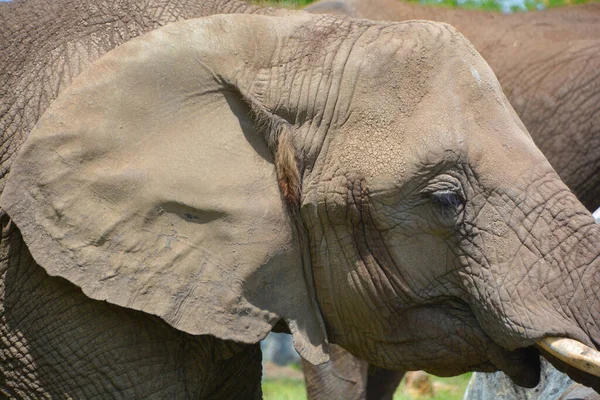 Los Elefantes Africanos Son Elefantes Del Género Loxodonta Género Está — Foto de Stock