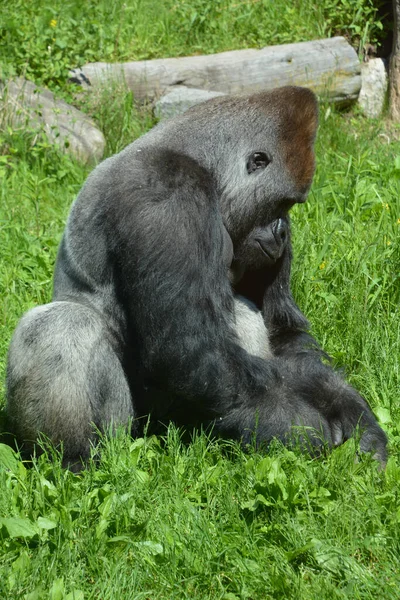 Gorilla Zijn Grootste Nog Levende Primaten Het Zijn Grondbewoners Voornamelijk — Stockfoto