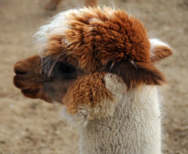アルパカ Alpaca 南米のラクダ科の家畜種である アルパカはペルー南部のアンデス山脈の高さで放牧されています — ストック写真