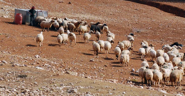 Vidéki Jordan 2008 Egy Pásztor Vezeti Juhait Napi Séta Élelmiszer — Stock Fotó
