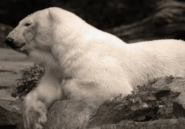 Kutup Ayısı Ursus Maritimus Kutup Denizi Etrafındaki Denizleri Çevresindeki Kara — Stok fotoğraf