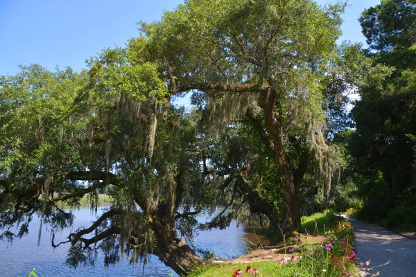 마그놀리아 식물원 Baye Magnolia Plantation Gardens 사우스캐롤라이나주 찰스턴 애슐리 역사적 — 스톡 사진