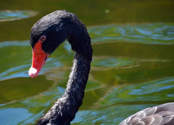 Cisne Negro Uma Ave Aquática Grande Uma Espécie Cisne Que — Fotografia de Stock