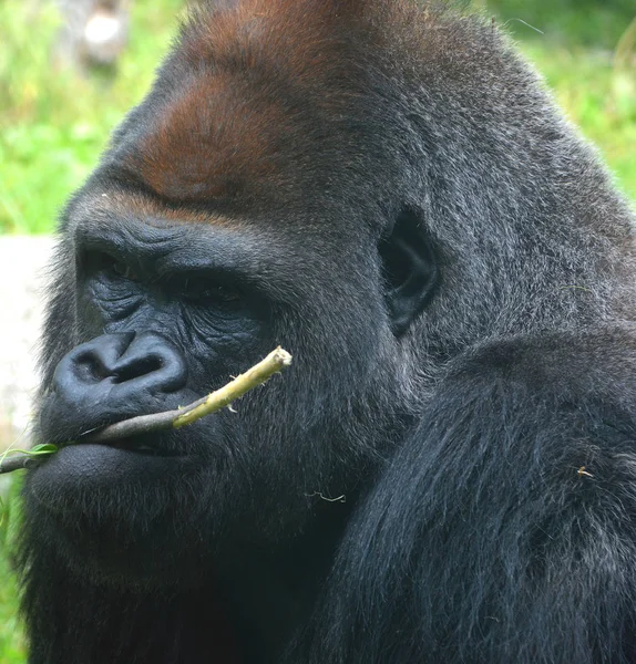 Las Gorilas Habitan Tierra Principalmente Simios Herbívoros Que Habitan Los — Foto de Stock