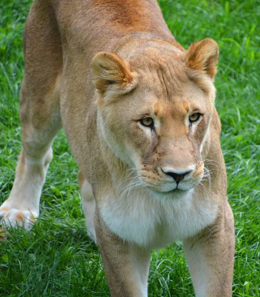 Aslan Panthera Cinsindeki Dört Büyük Kediden Biridir Felidae Familyasının Bir — Stok fotoğraf