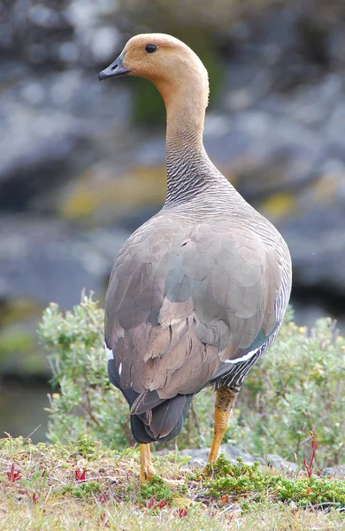 Upland Goose Magellan Goose Chloephaga Picta Abrigo Subfamília Shelduck Sheldgoose — Fotografia de Stock