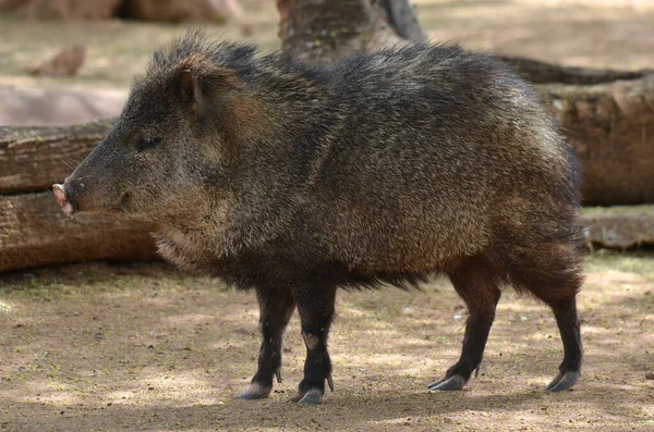 Pecari Tajacu Pecari Tajacu Een Zoogdier Uit Familie Van Tayassuidae — Stockfoto