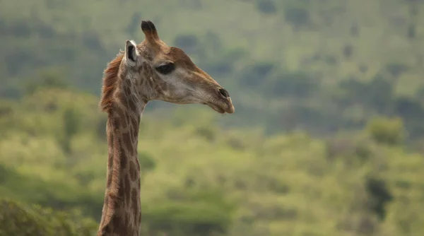 Wilde Giraffe Der Grünen Savanne — Stockfoto