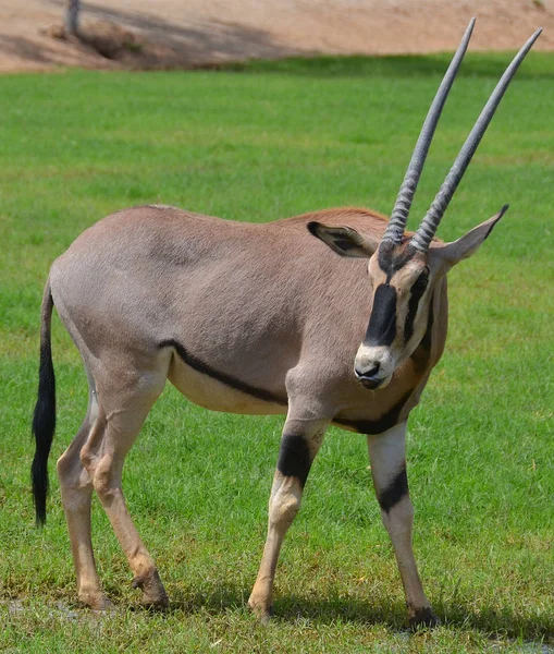 東アフリカのオリックス Oryx Beisa 東アフリカのカモシカの一種である 2つの亜種があります 一般的なビサオリクス Oryxbeisa — ストック写真
