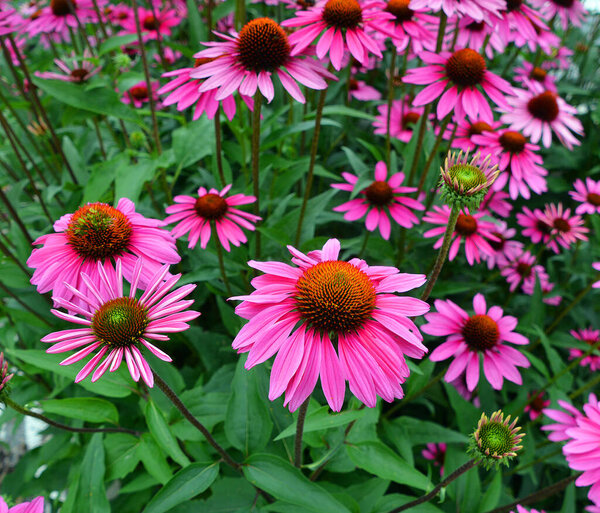 Эхинацея - это род, или группа травянистых цветущих растений семейства ромашки. Род Echinacea имеет девять видов, которые обычно называются фиолетовыми конфлорами..