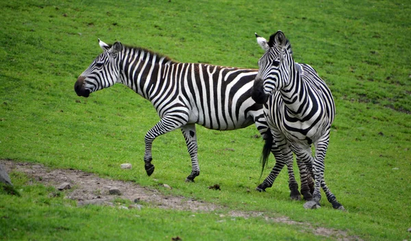 Zebras 是非洲的几种马科动物 它们因其独特的黑白相间的条纹而结合在一起 — 图库照片