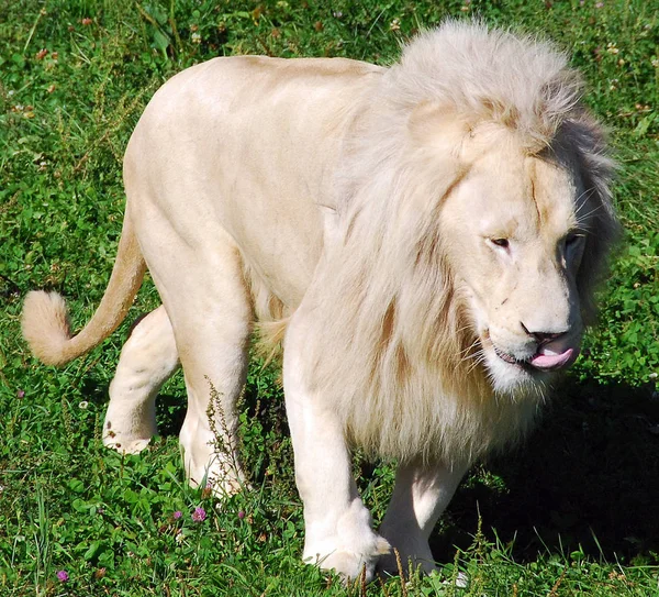 Bílý Lev Vzácná Barevná Mutace Lva Roku 2009 Kdy Byla — Stock fotografie