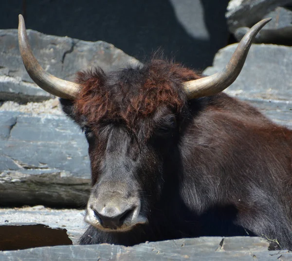 Yak Dlouhosrstý Skot Který Vyskytuje Celé Oblasti Himálaje Jižní Střední — Stock fotografie