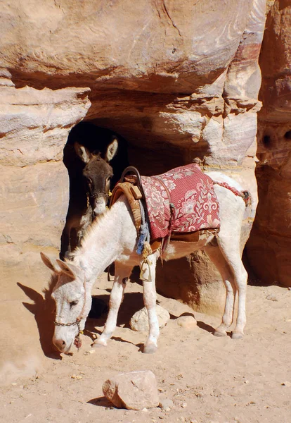 Burros Com Chicote Tradicional Colorido Petra Jordânia Usado Para Transportar — Fotografia de Stock
