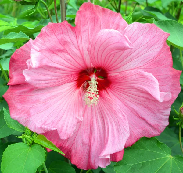 Óriás Hibiszkusz Virágzó Növények Nemzetsége Mályvacukor Családban Malvaceae Elég Nagy — Stock Fotó