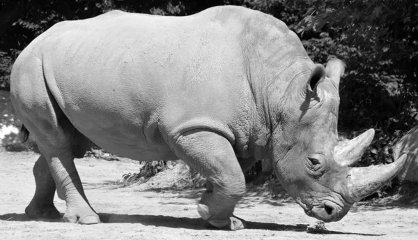 Rhinoceros 也被称为犀牛 Rhino 是犀牛科的五个现存物种 其中两个物种原产于非洲 三个原产于南亚 — 图库照片