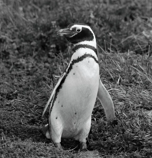 Magellan Penguins Ordning Sphenisciformes Familj Spheniscidae Grupp Vattenlevande Flyglösa Fåglar — Stockfoto