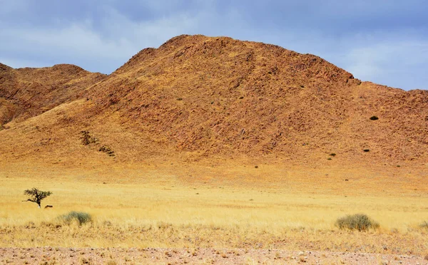 Krajobraz Pustyni Namibii — Zdjęcie stockowe