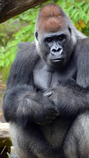 Gorillák Főemlősök Legnagyobb Fajai Földlakó Túlnyomórészt Növényevő Majmok Amelyek Közép — Stock Fotó