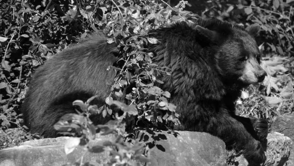 아메리카 American Black Bear Ursus Americanus 북아메리카에서 서식하는 크기의 곰이다 — 스톡 사진