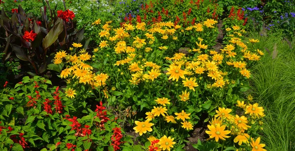 Rudbeckia Druhy Běžně Nazývají Kuželovití Černookí Susané Všechny Jsou Původem — Stock fotografie