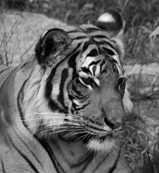 시베리아 호랑이 Amur Siberian Tiger 극동의 판테라 Panthera Tigris 개체이며 — 스톡 사진