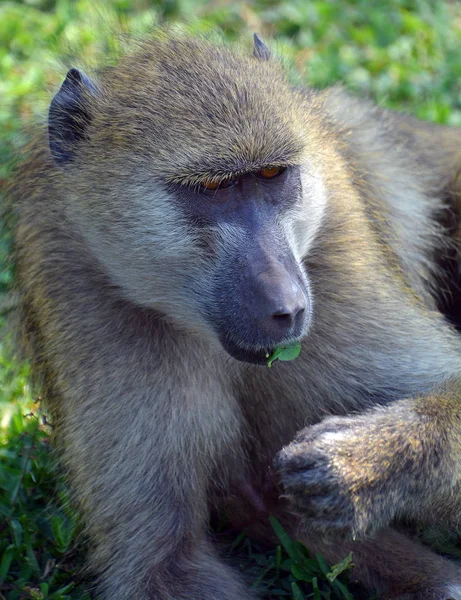 Babuínos São Macacos Velho Mundo Africano Pertencentes Gênero Papio Parte — Fotografia de Stock