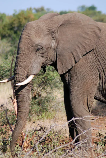 Elephant Wildlife Safari Στο Εθνικό Πάρκο Kruger Τον Κύριο Ταξιδιωτικό — Φωτογραφία Αρχείου