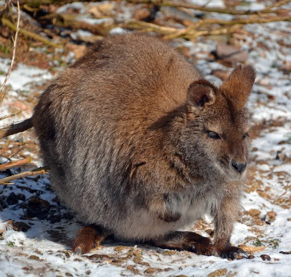 Wallaby Qualquer Animal Pertencente Família Macropodidae Que Menor Que Canguru — Fotografia de Stock