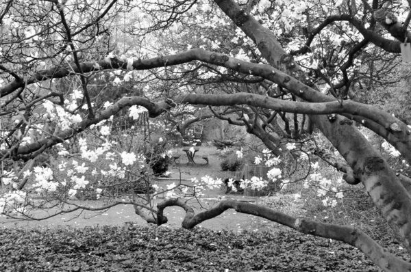Imagem Preto Branco Uma Árvore Parque — Fotografia de Stock