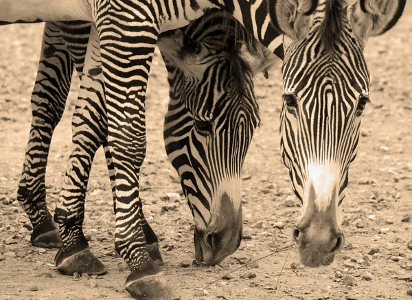 Zebra Grevy Equus Grevyi Também Conhecida Como Zebra Imperial Maior — Fotografia de Stock