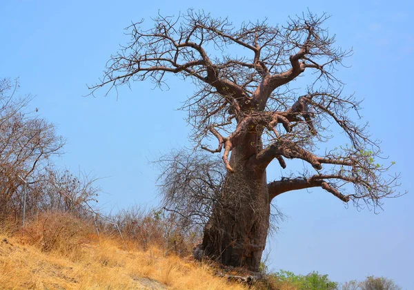 Baobab or boab, boaboa, bottle tree, upside-down tree, and monkey bread tree. Chobe National Park Botswana one of the largest concentrations of game in Africa is the third largest park in the country