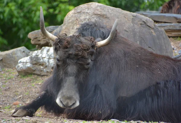 Yak Long Haired Bovid Found Throughout Himalaya Region Southern Central — Stock Photo, Image
