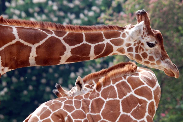 Giraffe Giraffa Camelopardalis Een Afrikaans Zoogdier Met Gelijke Tenen Het — Stockfoto