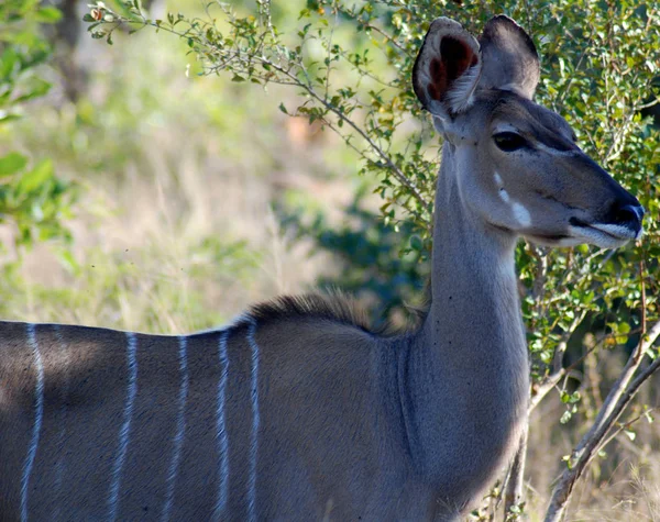 Hluhluwe imfolozi parkı Güney Afrika, Impala (Aepyceros melampus) doğu ve güney Afrika 'da bulunan orta büyüklükte bir antiloptur..