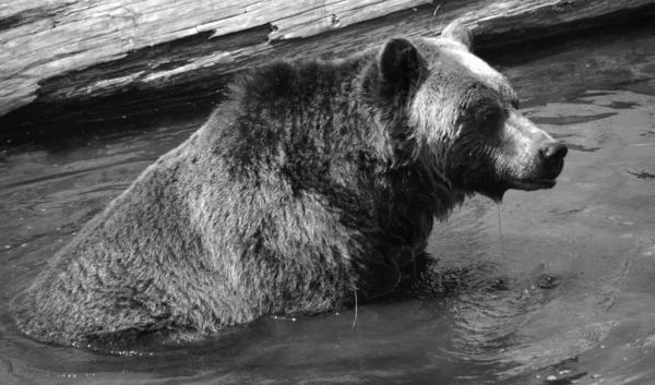 Niedźwiedź Grizzly Znany Również Jako Niedźwiedź Srebrzysty Grizzly Lub Północnoamerykański — Zdjęcie stockowe