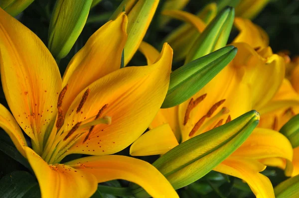 Lilies Group Flowering Plants Which Important Culture Literature Much World — Stock Photo, Image
