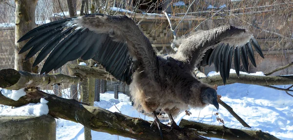 Andean Condor Vultur Gryphus South American Bird New World Vulture — Stock Photo, Image