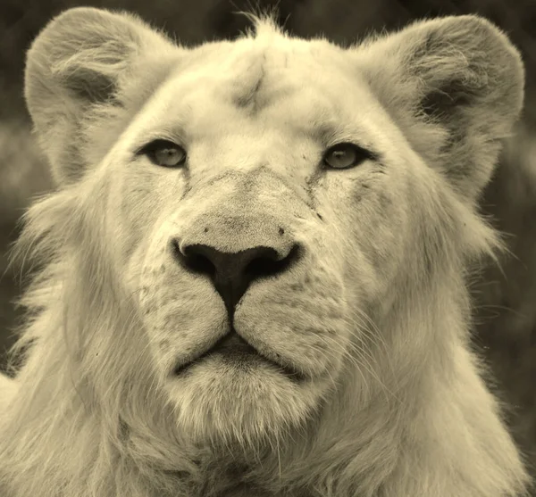 白狮是狮子罕见的颜色变异 直到2009年 白狮的第一次骄傲被重新引入野外 人们普遍认为白狮无法在野外生存 — 图库照片