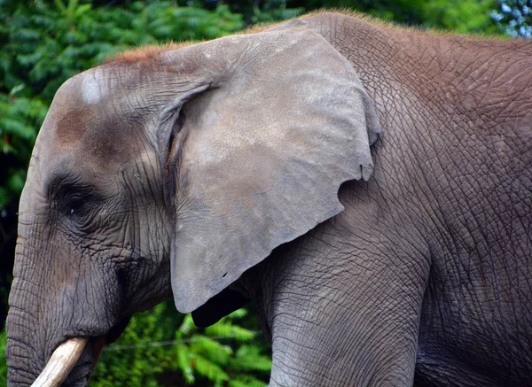Los Elefantes Son Grandes Mamíferos Familia Elephantidae Orden Proboscidea Dos — Foto de Stock