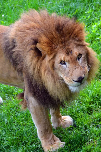 Lion Uno Los Cuatro Grandes Gatos Del Género Panthera Miembro —  Fotos de Stock