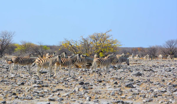 Zebras Flera Arter Afrikanska Hästdjur Häst Familj Förenas Sina Distinkta — Stockfoto