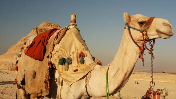 Saqarah埃及沙漠中的贝都因骆驼 — 图库照片