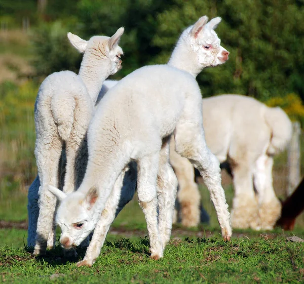 Alpaca Una Specie Addomesticata Camelide Sudamericano Assomiglia Piccolo Lama Apparenza — Foto Stock