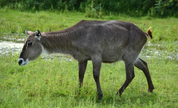 Roc Eau Kobus Ellipsiprymnus Est Une Grosse Antilope Largement Répandue — Photo
