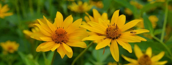 Echinacea Sukuun Tai Ryhmä Ruohokasveilla Kukkivat Kasvit Päivänkakkara Perhe Echinacea — kuvapankkivalokuva