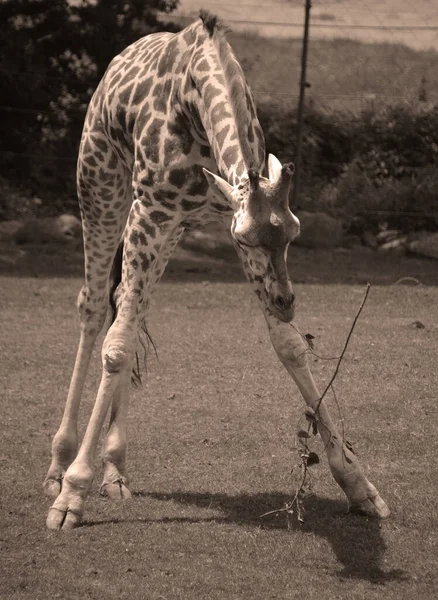 Zsiráf Giraffa Camelopardalis Egy Afrikai Páros Ujjú Patás Emlős Összes — Stock Fotó